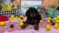 Blossom, a female Cavapoo and Poodle - Miniature  for sale in Knoxville, TN – 7 of 8