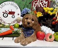 Finn, a male Cavapoo and Poodle - Miniature  for sale in Knoxville, TN – 8 of 10