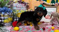 Blossom, a female Cavapoo and Poodle - Miniature  for sale in Knoxville, TN – 4 of 8