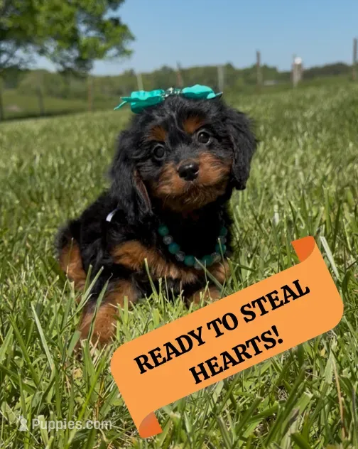 Blossom – Cavapoo, Poodle - Miniature  puppy for sale in Knoxville, TN