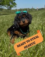 Blossom, a female Cavapoo and Poodle - Miniature  for sale in Knoxville, TN – 1 of 8