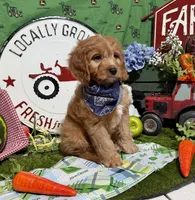 Finn, a male Cavapoo and Poodle - Miniature  for sale in Knoxville, TN – 5 of 10