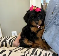 Willow, a female Cavapoo and Poodle - Miniature  for sale in Knoxville, TN – 3 of 4