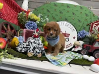 Hudson, a male Cavapoo for sale in Knoxville, TN – 4 of 6
