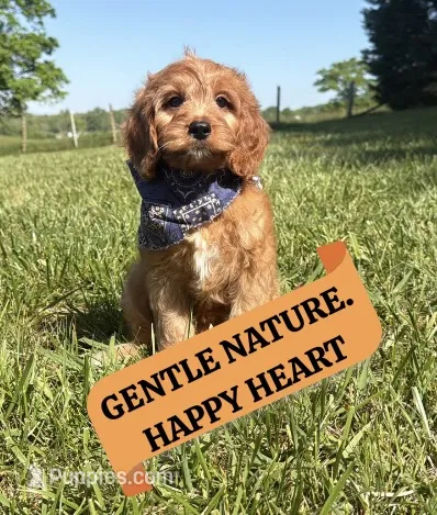 Finn – Cavapoo, Poodle - Miniature  puppy for sale in Knoxville, TN