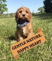 Finn, a male Cavapoo and Poodle - Miniature  for sale in Knoxville, TN – 1 of 10