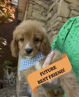Hudson, a male Cavapoo for sale in Knoxville, TN – 1 of 6