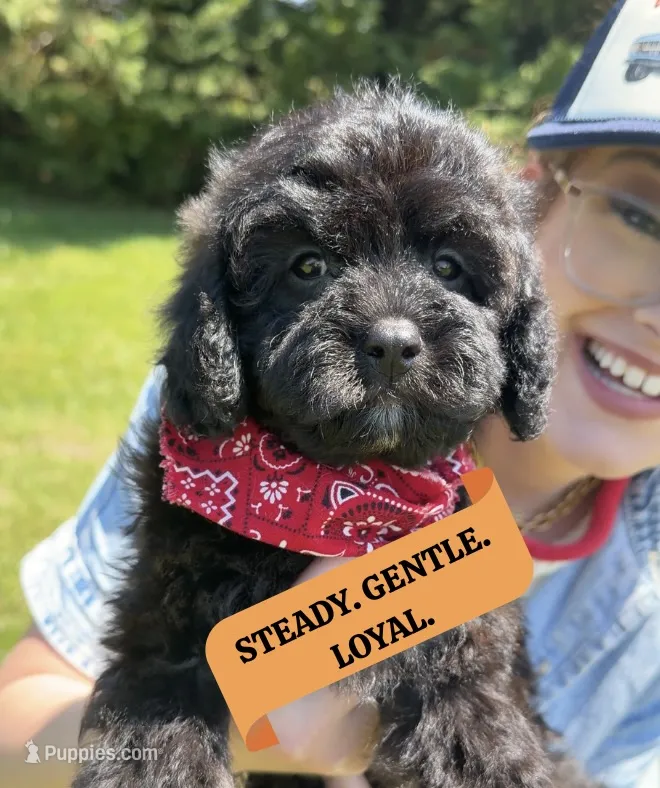 Jaxson – Cavapoo, Poodle - Miniature  puppy for sale in Knoxville, TN