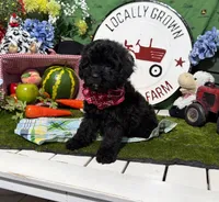 Jaxson, a male Cavapoo for sale in Knoxville, TN – 4 of 6