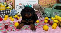 Blossom, a female Cavapoo and Poodle - Miniature  for sale in Knoxville, TN – 3 of 8