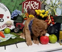 Finn, a male Cavapoo and Poodle - Miniature  for sale in Knoxville, TN – 9 of 10