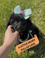 Poppy, a female Cavapoo for sale in Knoxville, TN – 1 of 7