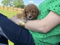Hudson, a male Cavapoo for sale in Knoxville, TN – 2 of 6