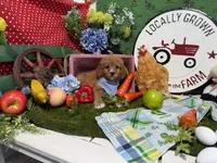 Hudson, a male Cavapoo for sale in Knoxville, TN – 6 of 6