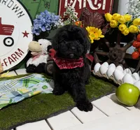 Jaxson, a male Cavapoo for sale in Knoxville, TN – 5 of 6