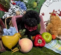 Jaxson, a male Cavapoo for sale in Knoxville, TN – 6 of 6