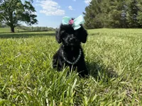 Poppy, a female Cavapoo for sale in Knoxville, TN – 3 of 7