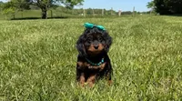 Blossom, a female Cavapoo and Poodle - Miniature  for sale in Knoxville, TN – 5 of 8