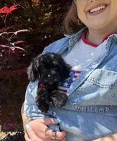 Jaxson, a male Cavapoo for sale in Knoxville, TN – 2 of 6