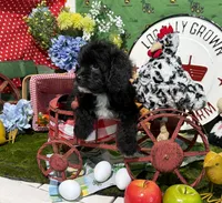 Oreo, a male Cavapoo for sale in Knoxville, TN – 3 of 8