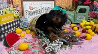 Blossom, a female Cavapoo and Poodle - Miniature  for sale in Knoxville, TN – 6 of 8