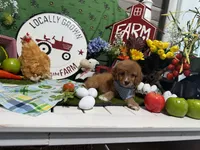 Hudson, a male Cavapoo for sale in Knoxville, TN – 5 of 6