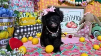 Primrose, a female Cavapoo for sale in Knoxville, TN – 2 of 5