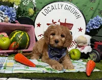 Finn, a male Cavapoo and Poodle - Miniature  for sale in Knoxville, TN – 3 of 10