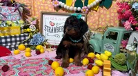 Blossom, a female Cavapoo and Poodle - Miniature  for sale in Knoxville, TN – 8 of 8