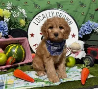 Finn, a male Cavapoo and Poodle - Miniature  for sale in Knoxville, TN – 4 of 10