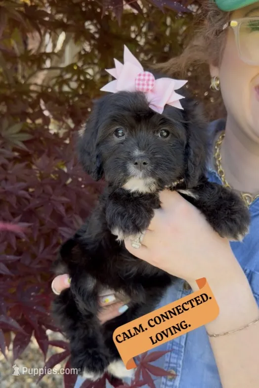 Primrose – Cavapoo, Poodle - Miniature  puppy for sale in Knoxville, TN