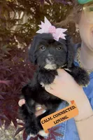 Primrose, a female Cavapoo for sale in Knoxville, TN – 1 of 5