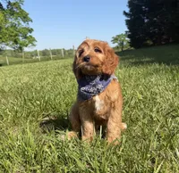 Finn, a male Cavapoo and Poodle - Miniature  for sale in Knoxville, TN – 6 of 10