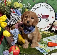 Finn, a male Cavapoo and Poodle - Miniature  for sale in Knoxville, TN – 7 of 10