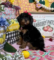 Willow, a female Cavapoo and Poodle - Miniature  for sale in Knoxville, TN – 2 of 4