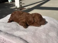 Crystal, a female Poodle - Toy  and Poodle - Miniature  for sale in Anaheim, CA – 5 of 5