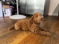 Melo, a male Poodle - Toy  and Poodle - Miniature  for sale in Anaheim, CA – 2 of 5