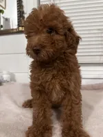 Melo, a male Poodle - Toy  and Poodle - Miniature  for sale in Anaheim, CA – 4 of 8