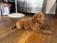 Melo, a male Poodle - Toy  and Poodle - Miniature  for sale in Anaheim, CA – 4 of 5