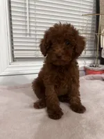 Crystal, a female Poodle - Toy  and Poodle - Miniature  for sale in Anaheim, CA – 4 of 8