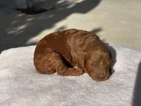 Chuzz, a female Poodle - Toy  and Poodle - Miniature  for sale in Anaheim, CA – 5 of 6