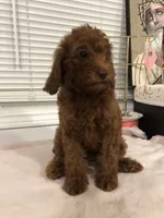 Chuzz, a female Poodle - Toy  and Poodle - Miniature  for sale in Anaheim, CA – 4 of 6