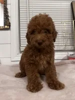 Melo, a male Poodle - Toy  and Poodle - Miniature  for sale in Anaheim, CA – 4 of 8