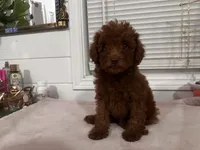 Crystal, a female Poodle - Toy  and Poodle - Miniature  for sale in Anaheim, CA – 3 of 8