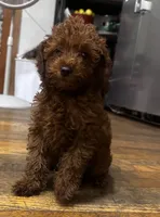 Crystal, a female Poodle - Toy  and Poodle - Miniature  for sale in Anaheim, CA – 7 of 8