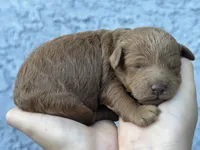 Yera, a female Poodle - Miniature  for sale in Anaheim, CA – 2 of 5