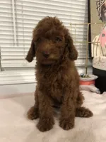 Chuzz, a female Poodle - Toy  and Poodle - Miniature  for sale in Anaheim, CA – 5 of 7