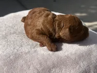 Yera, a female Poodle - Toy  and Poodle - Miniature  for sale in Anaheim, CA – 5 of 5