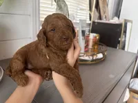 Kiwi, a female Poodle - Toy  and Poodle - Miniature  for sale in Anaheim, CA – 4 of 4