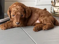 Crystal, a female Poodle - Toy  and Poodle - Miniature  for sale in Anaheim, CA – 3 of 6